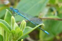 Coenagrion puella