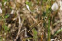 Lestes barbarus
