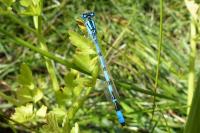 Enallagma cyathigerum