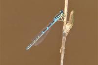 Coenagrion scitulum
