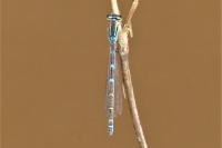 Coenagrion scitulum