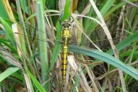 Orthetrum cancellatum