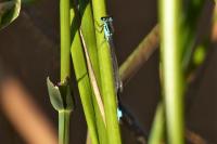 Ischnura elegans