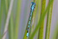 Enallagma cyathigerum