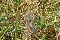 Gomphus pulchellus
