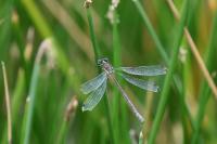 Lestes dryas