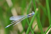 Lestes dryas