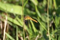 Sympetrum sanguineum