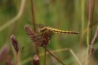 Orthetrum cancellatum