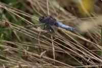 Orthetrum cancellatum
