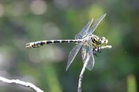 Onychogomphus forcipatus