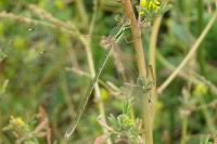 Lestes barbarus