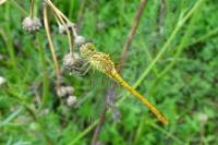 Sympetrum meridionale