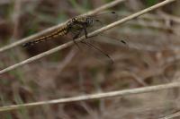 Orthetrum cancellatum