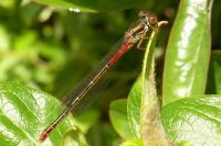 Ceriagrion tenellum