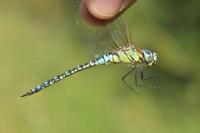 Aeshna affinis