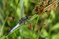 Orthetrum albistylum