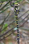 Cordulegaster boltonii
