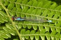 Erythromma viridulum