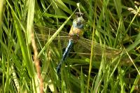 Anax imperator