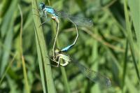 Ischnura elegans