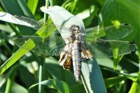 Orthetrum cancellatum