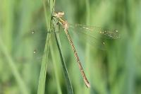 Lestes barbarus
