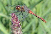 Sympetrum sanguineum