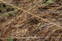 Orthetrum cancellatum