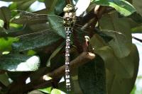 Aeshna cyanea