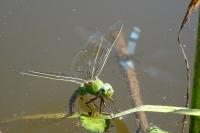 Anax imperator