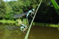 Ischnura elegans