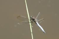 Orthetrum coerulescens