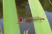 Ceriagrion tenellum