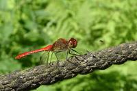 Sympetrum sanguineum
