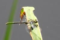 Gomphus pulchellus