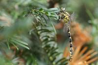 Onychogomphus forcipatus