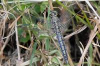 Orthetrum cancellatum