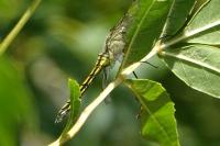 Orthetrum cancellatum
