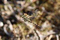 Onychogomphus forcipatus