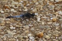 Orthetrum cancellatum