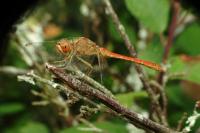 Sympetrum meridionale