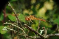 Sympetrum meridionale