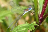 Lestes
