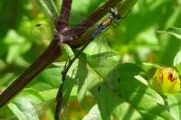 Lestes