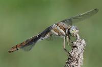 Orthetrum brunneum