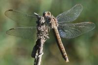 Orthetrum brunneum