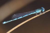 Erythromma lindenii