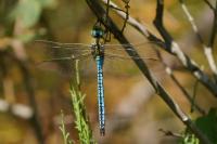 Anax imperator