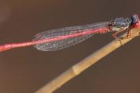 Ceriagrion tenellum